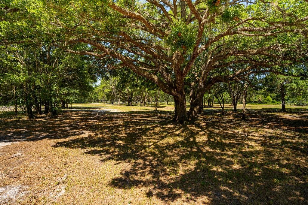 A large, mature oak tree stands in a sunny, grassy lot with surrounding woods — 0 MILLER ROAD, DADE CITY, FL