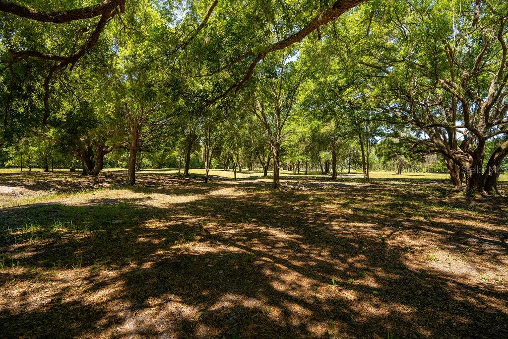 A large, grassy lot is shaded by many mature oak trees under a bright sky — 0 MILLER ROAD, DADE CITY, FL