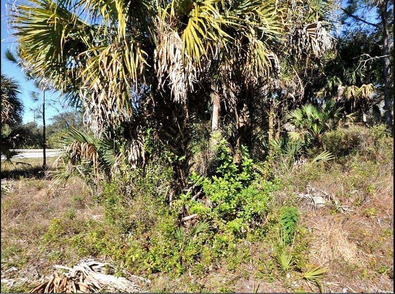 A cluster of palm trees and dense green vegetation grows on a sunny, undeveloped lot — KALISH AVENUE, NORTH PORT, FL