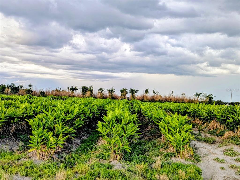 A field of green leafy crops grows under a cloudy sky — 0 MINERAL BRANCH ROAD, ZOLFO SPRINGS, FL