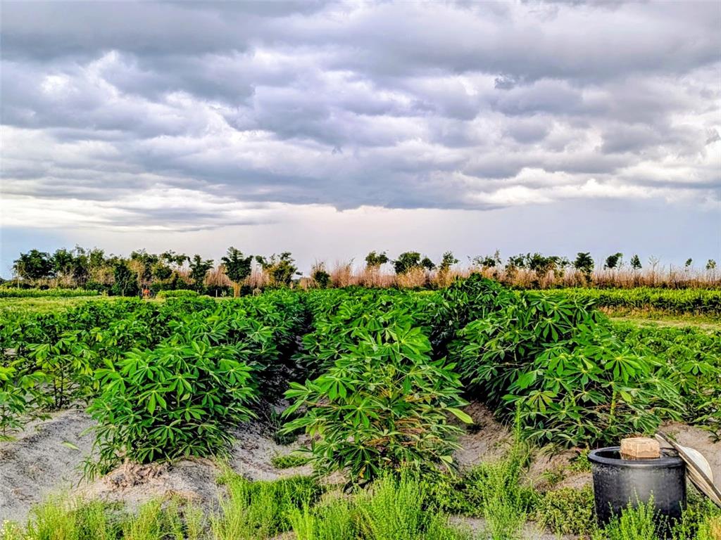 A field of green cassava plants under a cloudy sky with a black plastic container — 0 MINERAL BRANCH ROAD, ZOLFO SPRINGS, FL