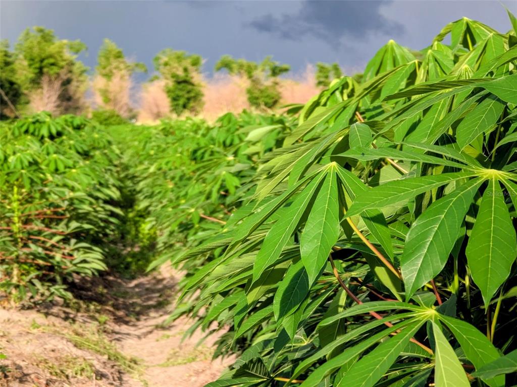 A field of cassava plants with green palm-like leaves under a cloudy sky — 0 MINERAL BRANCH ROAD, ZOLFO SPRINGS, FL