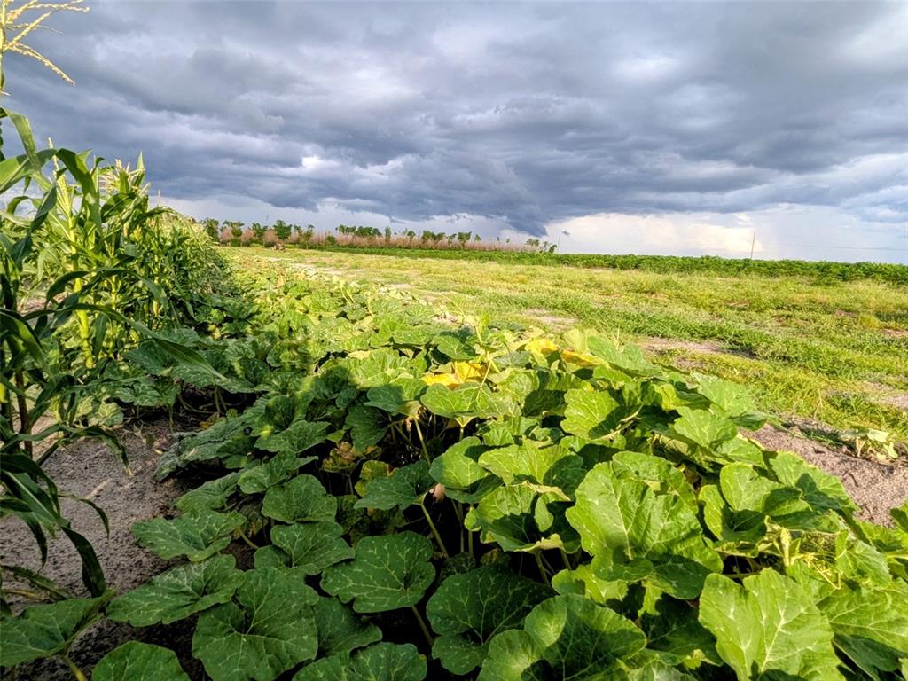 A field of corn and squash plants grows under a dark, cloudy sky — 0 MINERAL BRANCH ROAD, ZOLFO SPRINGS, FL
