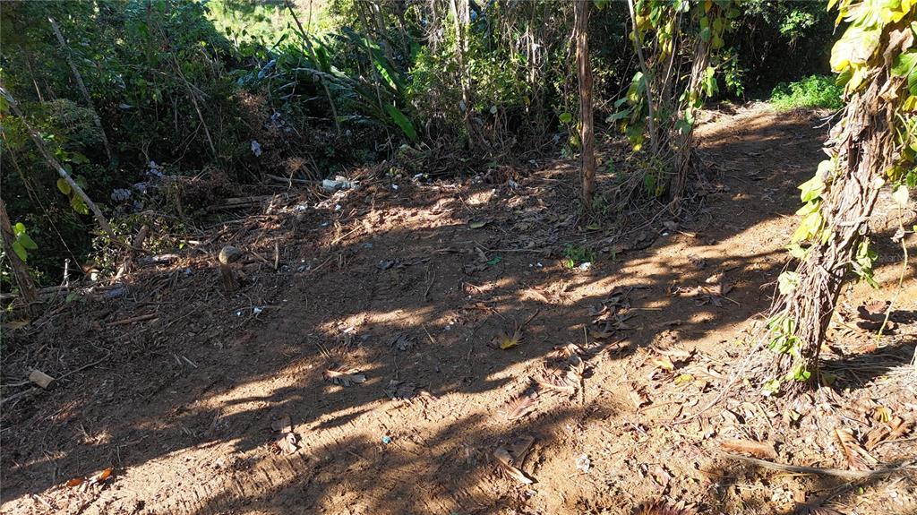 A dirt path leads through a wooded area with scattered debris and dense vegetation — 186 CAMINO LOS REYES, CANOVANAS, PR