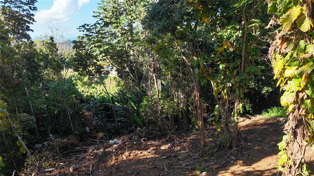 A view of a wooded hillside with a dirt path in the foreground — 186 CAMINO LOS REYES, CANOVANAS, PR