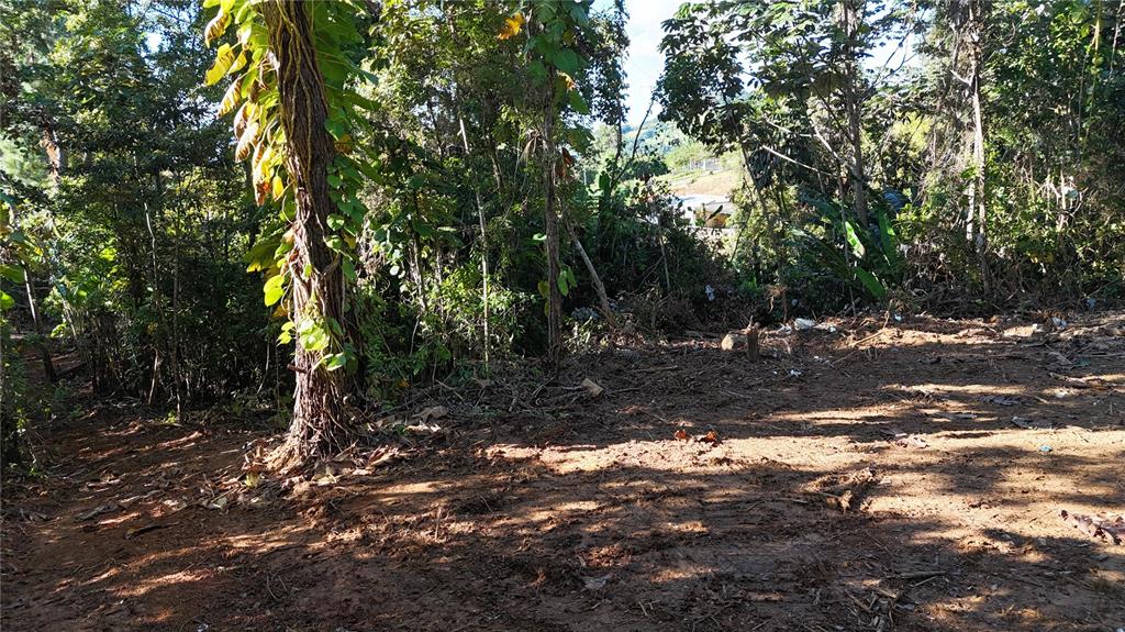 A cleared dirt lot is bordered by dense trees and foliage in a rural setting — 186 CAMINO LOS REYES, CANOVANAS, PR