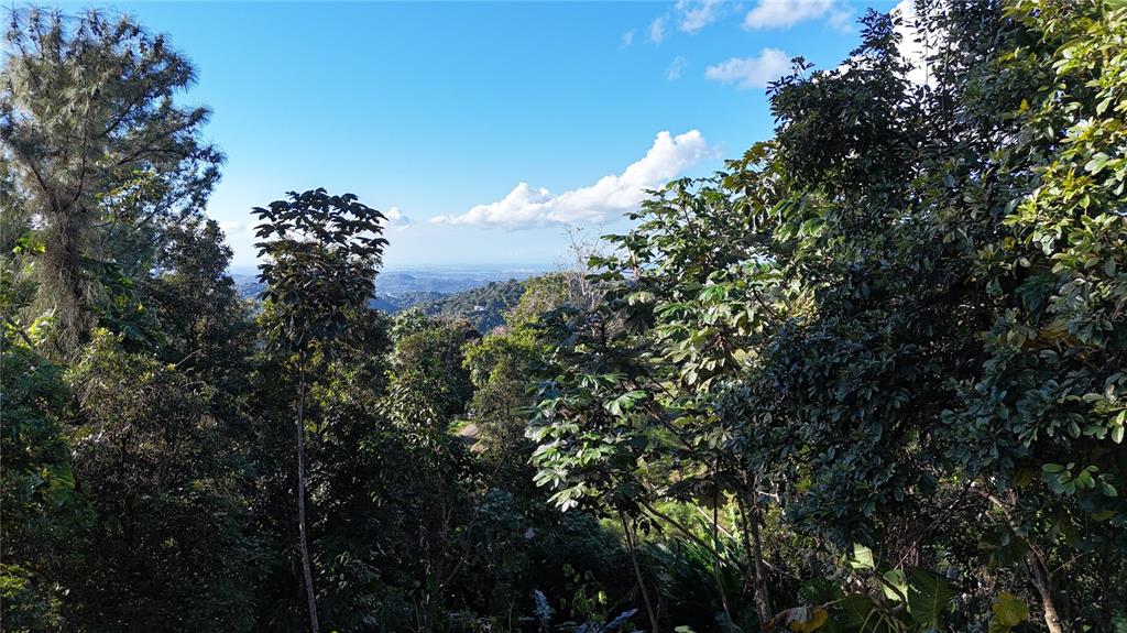 A view of a lush, forested hillside overlooking a distant valley under a blue sky — 186 CAMINO LOS REYES, CANOVANAS, PR