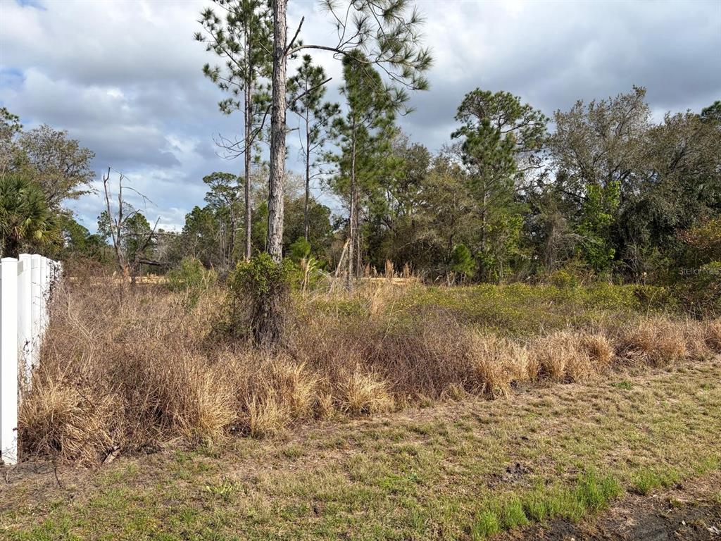A vacant, overgrown lot features tall grasses, shrubs, and several pine trees under a cloudy sky — 202 SPOONBILL DRIVE, POINCIANA, FL
