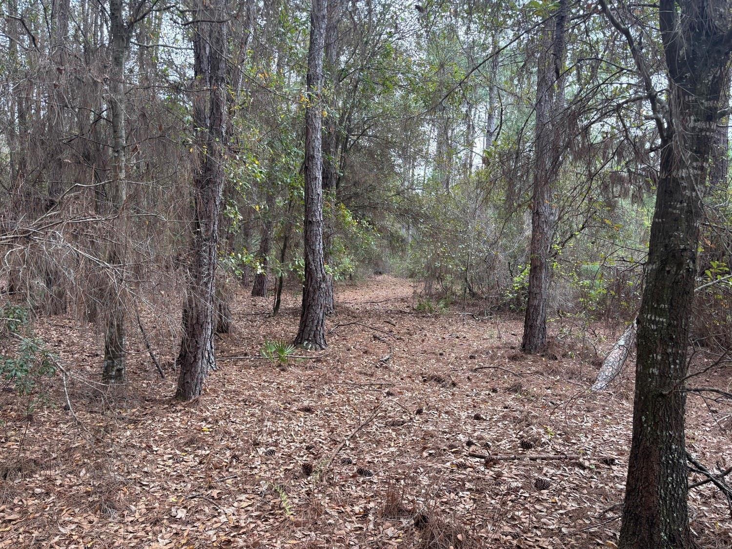 A wooded area with pine trees and a ground covered in fallen brown leaves — 0 Old Grade Road, FL 33868, FL