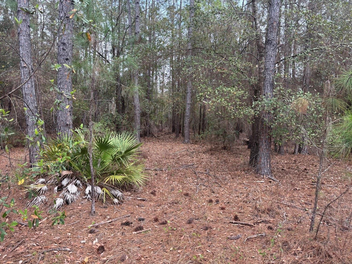 A wooded area with pine trees, a palmetto bush, and a ground covered in pine needles — 0 Old Grade Road, FL 33868, FL