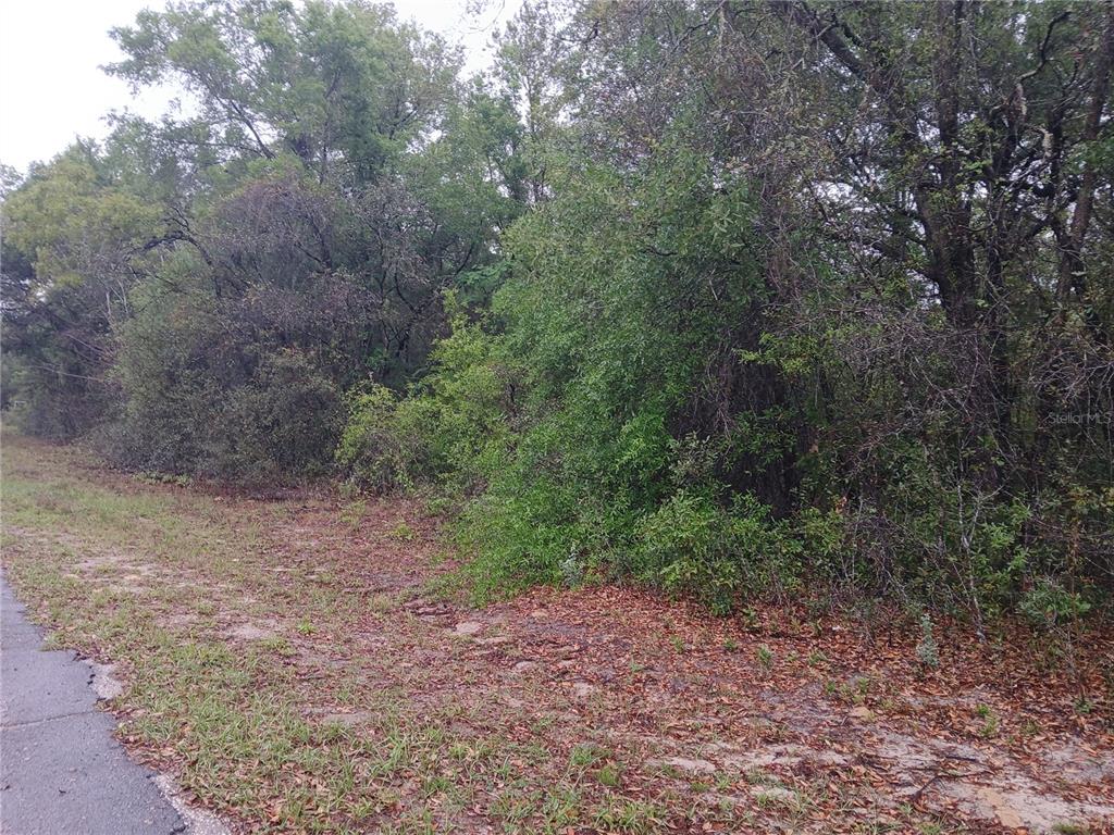 A paved road borders a densely wooded lot with thick vegetation and trees — 7851 N VINCE DRIVE, CITRUS SPRINGS, FL