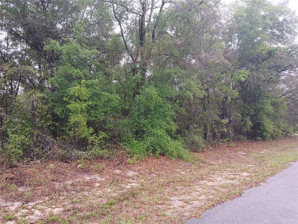 A view of a wooded lot next to an asphalt road — 7851 N VINCE DRIVE, CITRUS SPRINGS, FL