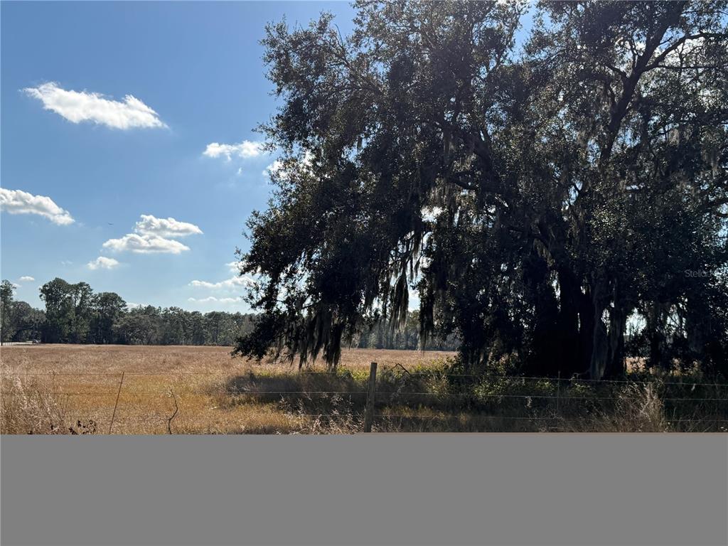 A large oak tree with Spanish moss stands beside a fenced, dry grassy field — LAKE ERIE ROAD, CLERMONT, FL