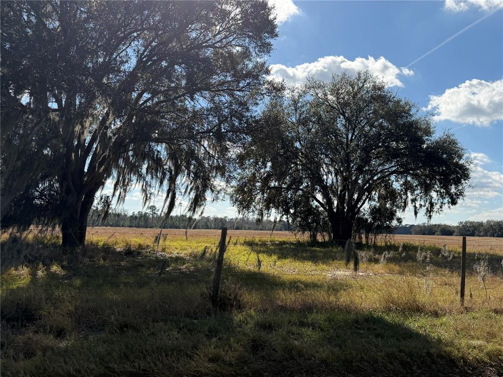 Two large oak trees stand in a grassy field behind a wire fence — LAKE ERIE ROAD, CLERMONT, FL
