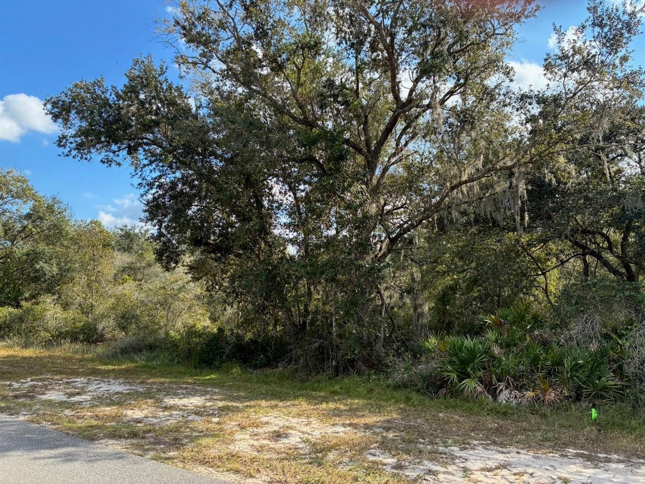 A large oak tree with Spanish moss stands beside a sandy clearing and paved road — 2701 Park Avenue, FL 33855, FL