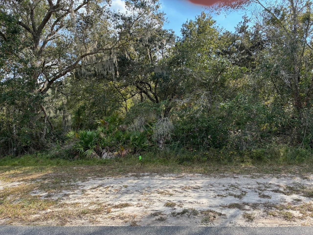 A wooded, undeveloped lot with sandy ground and dense vegetation viewed from a paved road — 2701 Park Avenue, FL 33855, FL