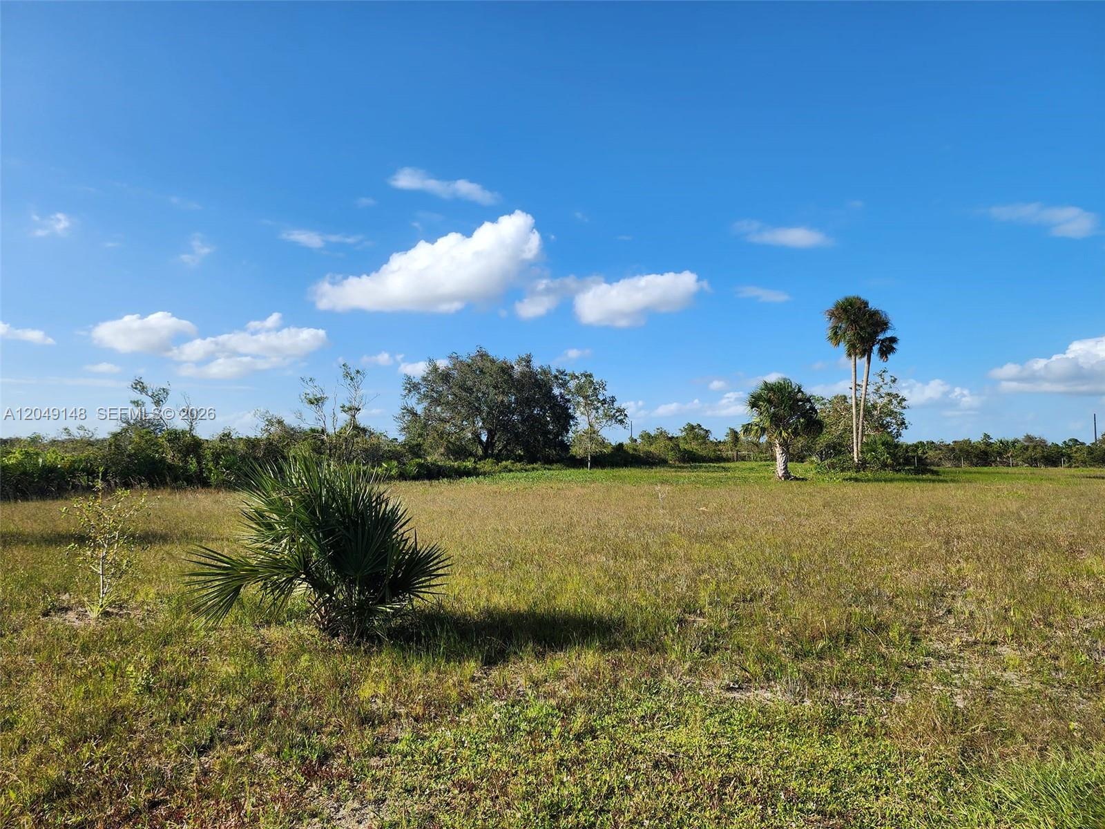 A grassy, open field features scattered palm trees and shrubs under a blue sky — 18717 NW 258 st, Okeechobee FL 34972, OKEECHOBEE, FL