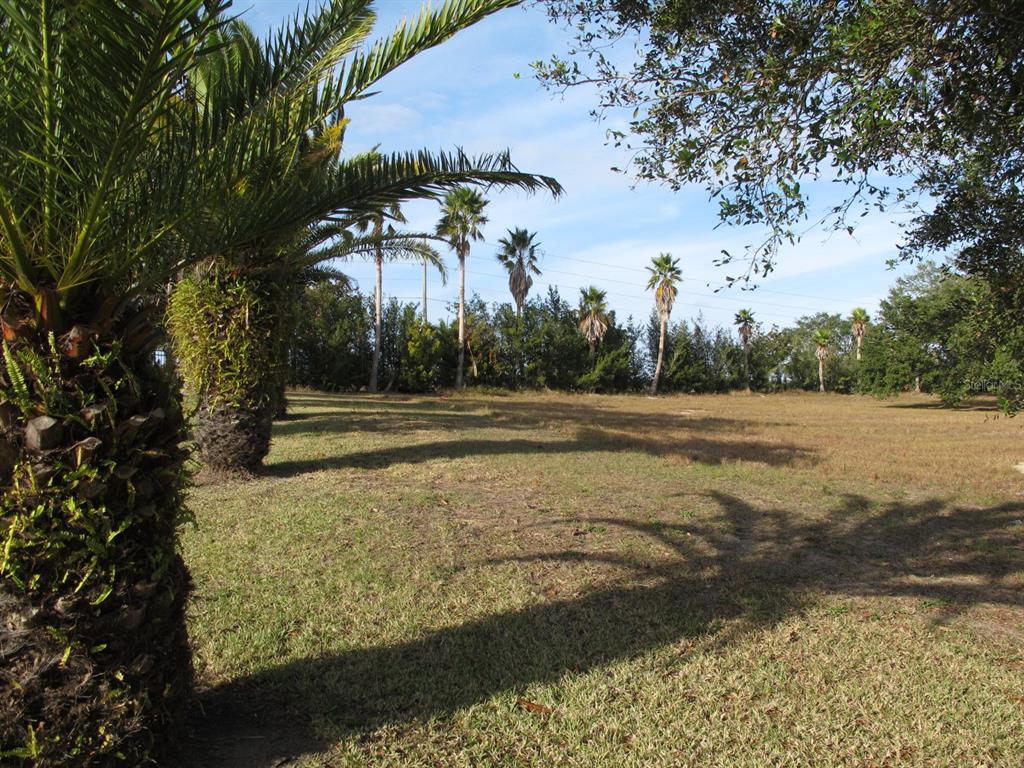 A grassy, open lot features several palm trees under a bright blue sky — 17200 ROYAL PALM DRIVE, GROVELAND, FL