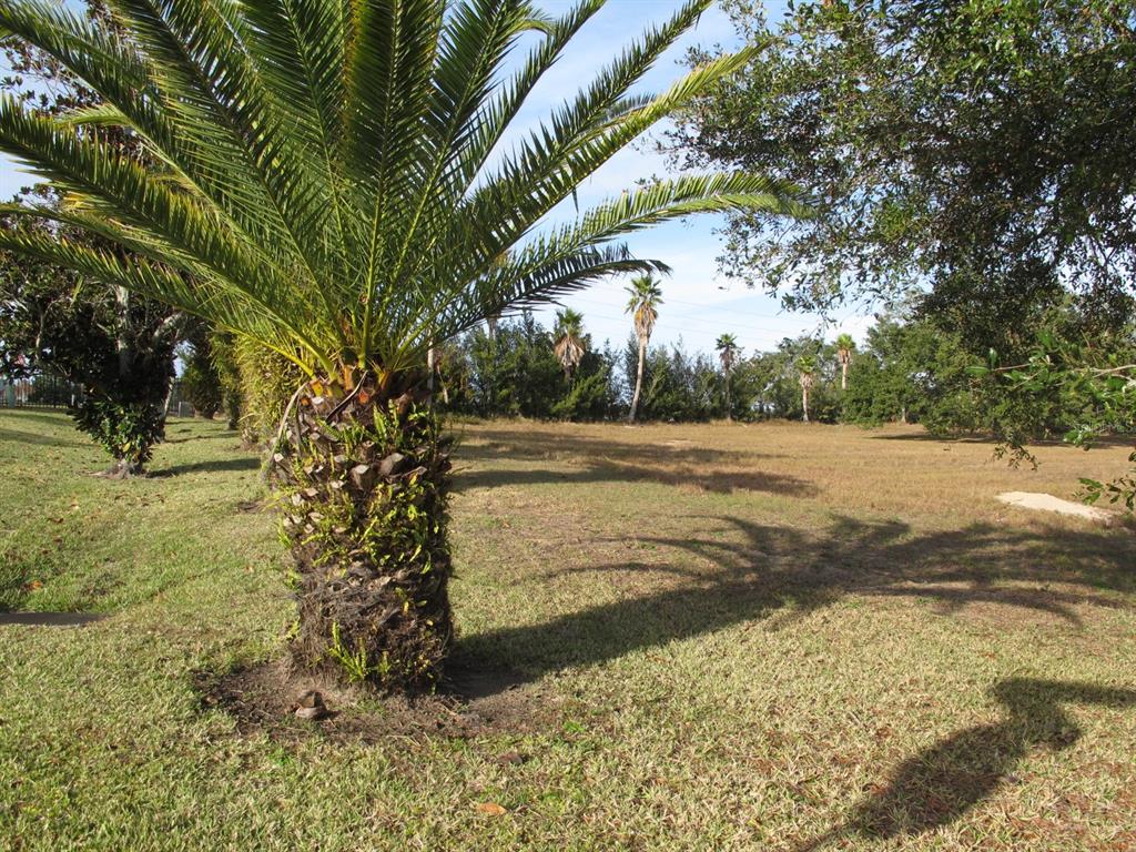 A palm tree stands in the foreground of a grassy, sunlit vacant lot — 17200 ROYAL PALM DRIVE, GROVELAND, FL