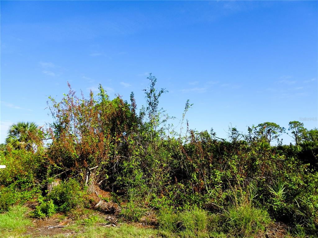 A dense thicket of green shrubs and trees stands under a clear blue sky — 12242 WAGNER LANE, PORT CHARLOTTE, FL