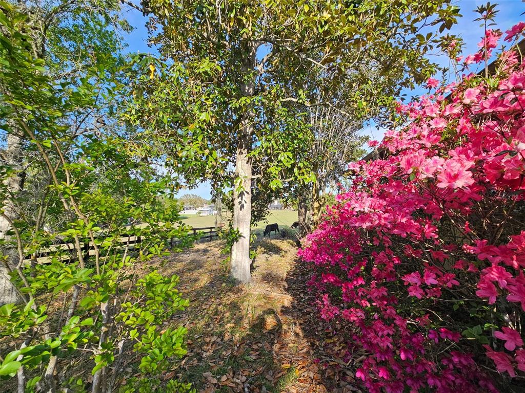 A view of a grassy field with a cow, framed by trees and blooming azaleas — 470 FAY AVENUE, SPRING HILL, FL