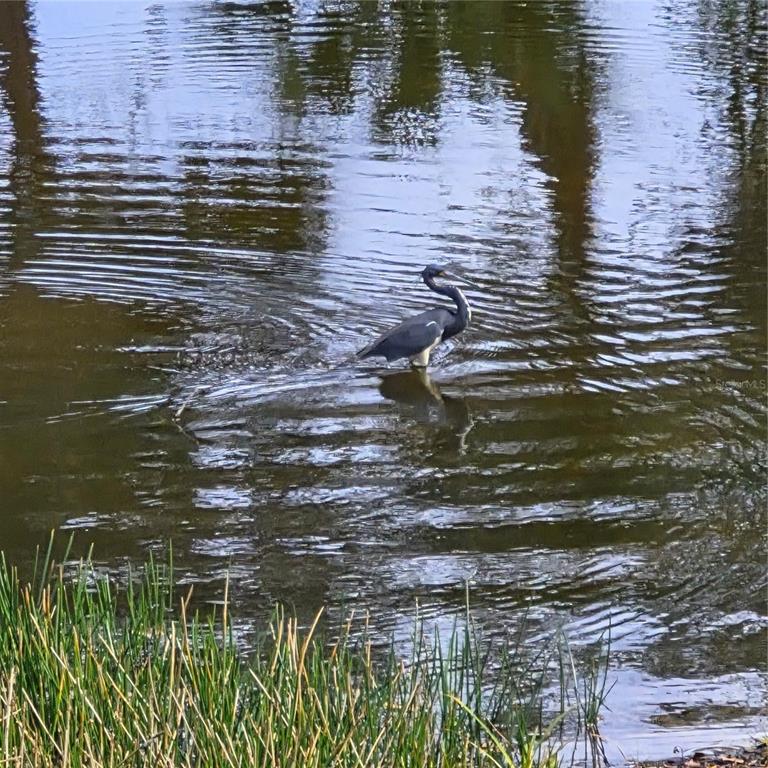 A tricolored heron stands in a pond surrounded by tall grasses and tree reflections — 14016 WILLOW GLEN COURT UNIT 212, PORT CHARLOTTE, FL