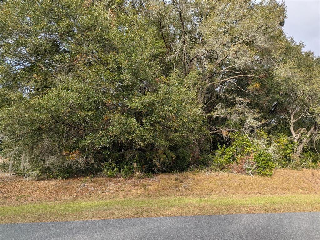 A dense cluster of mature trees and shrubs borders a paved road — 000 SW BEACH BOULEVARD, DUNNELLON, FL