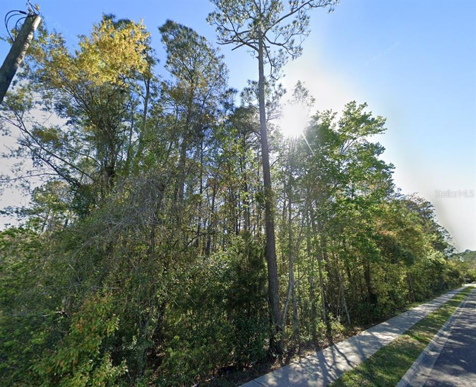 A view of a wooded lot with tall pine trees next to a paved sidewalk — 3678 ROBENA ROAD, JACKSONVILLE, FL