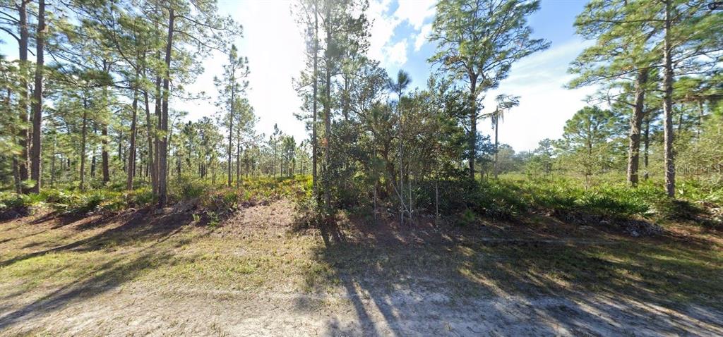 A view of a wooded, undeveloped lot with sandy ground and scattered pine trees — 715 ALBA DRIVE, INDIAN LAKE ESTATES, FL