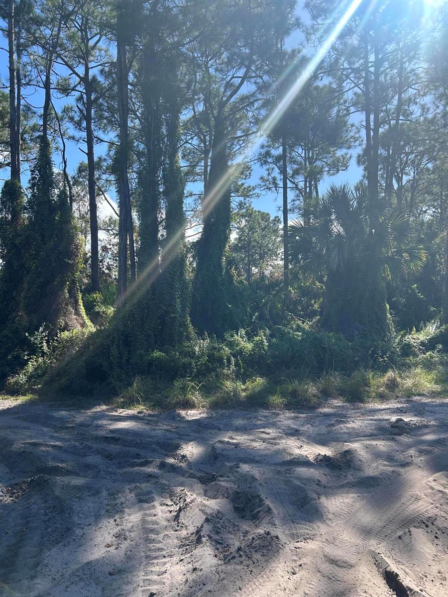 A sandy path leads to a cluster of tall pine trees covered in climbing vines — 0 Slash Pine Trail, Fort Pierce FL 34945, FORT PIERCE, FL
