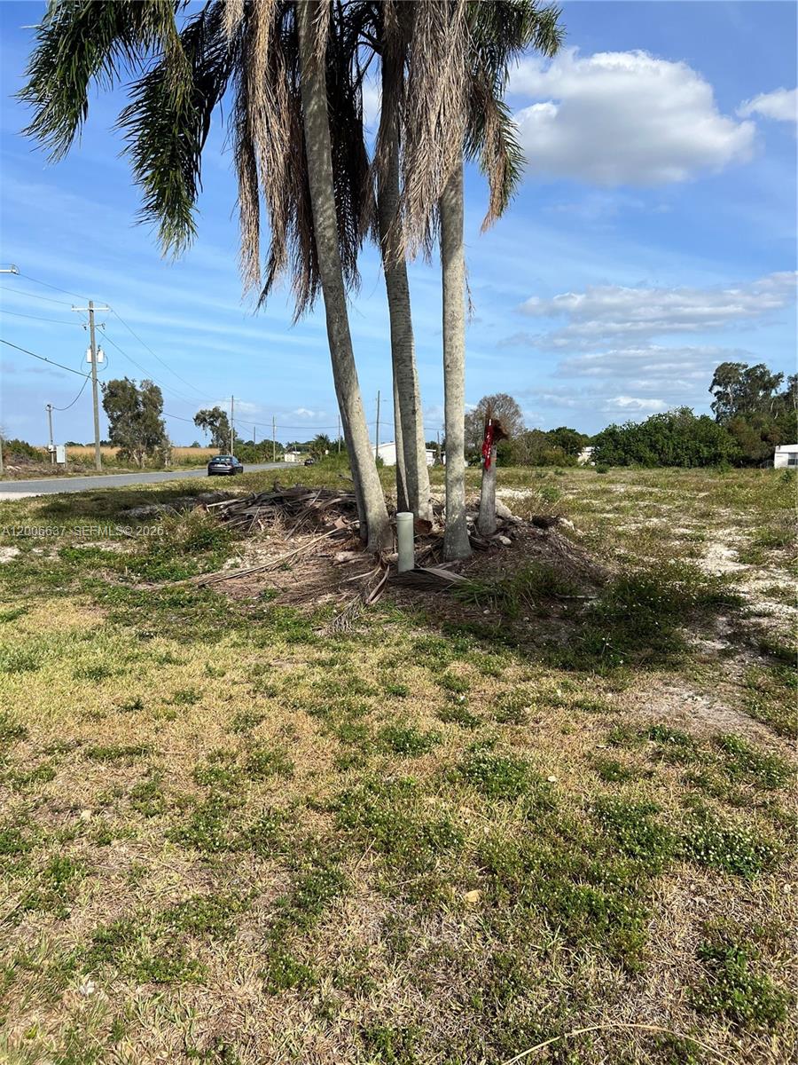 A cluster of palm trees stands on a grassy, undeveloped lot near a paved road — 1510 River Road, Moore Haven FL 33873, MOORE HAVEN, FL