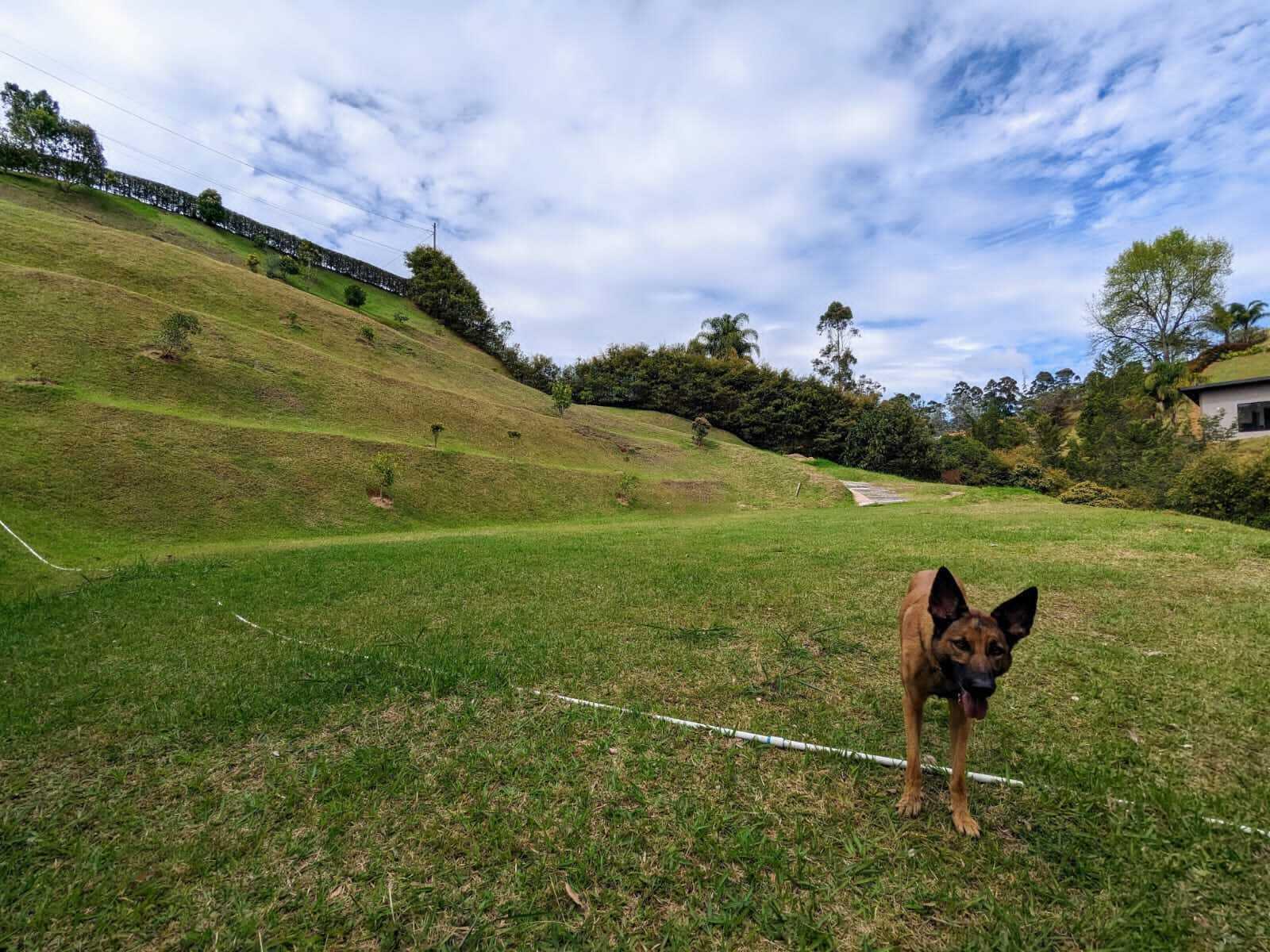 A tan dog stands on a grassy lawn in front of a terraced, hilly landscape — 00000 Vereda Santa Ana, FL