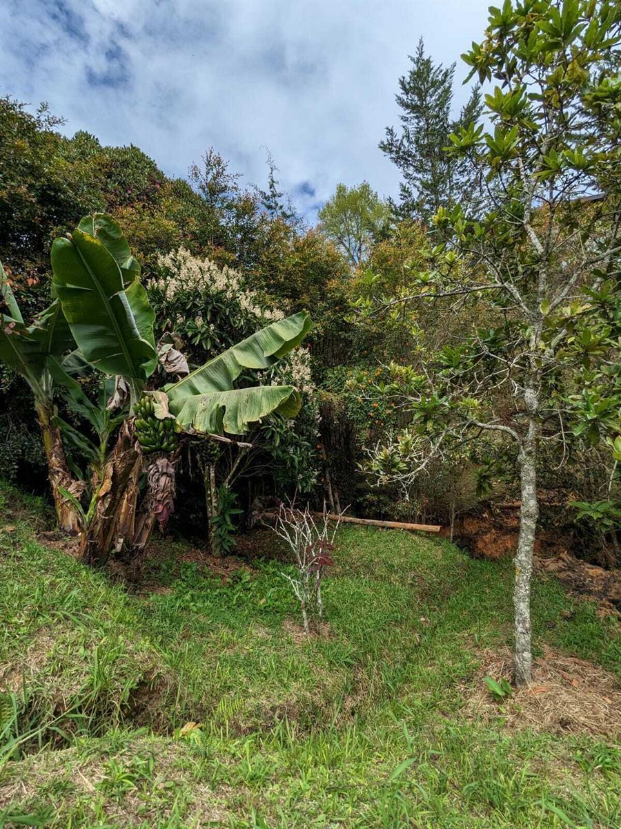 A banana plant with fruit grows in a lush, green backyard with trees and grass — 00000 Vereda Santa Ana, FL