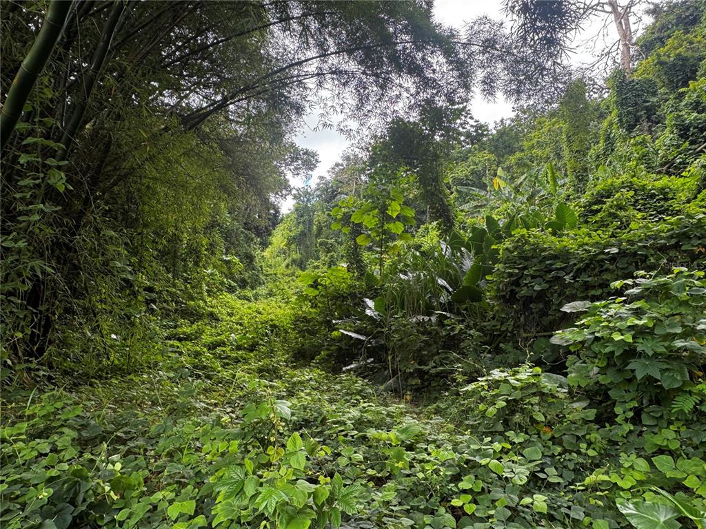 A dense, overgrown tropical forest with lush green vegetation, bamboo, and thick foliage — CARR 181 BO MASAS KM 13 HM2 LOTE 4, GURABO, PR