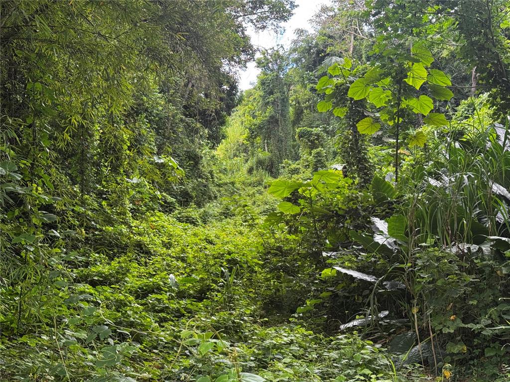 A dense, overgrown tropical forest with lush green vegetation and tall trees — CARR 181 BO MASAS KM 13 HM2 LOTE 4, GURABO, PR