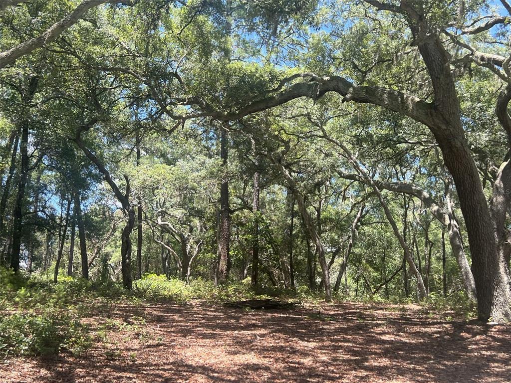 A wooded lot with mature oak trees and a leaf-covered ground surface — 1425 RENBAR ROAD, DE LEON SPRINGS, FL