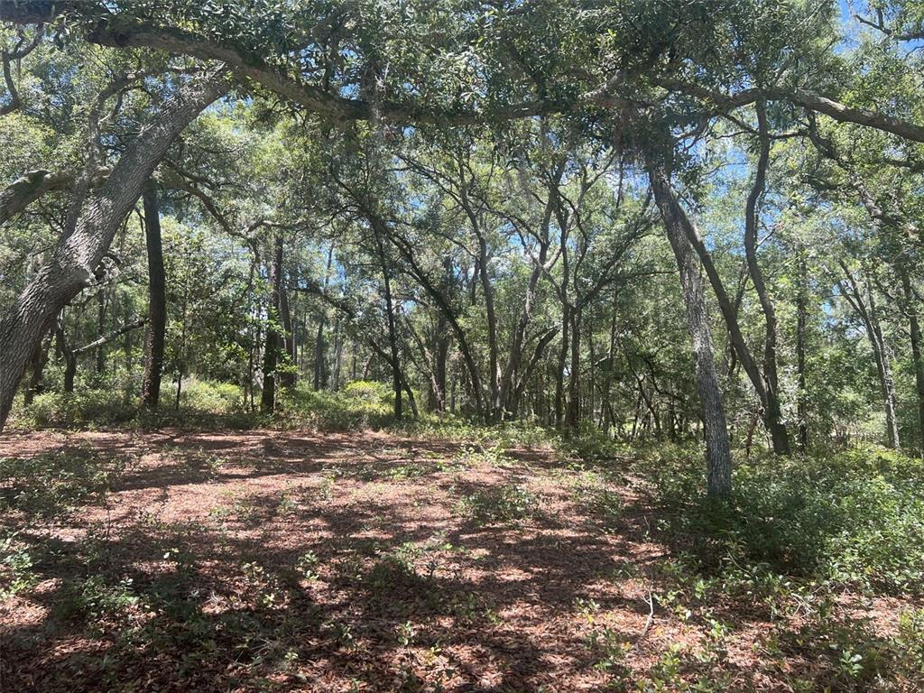 A wooded lot with mature trees and a ground layer of fallen leaves — 1425 RENBAR ROAD, DE LEON SPRINGS, FL
