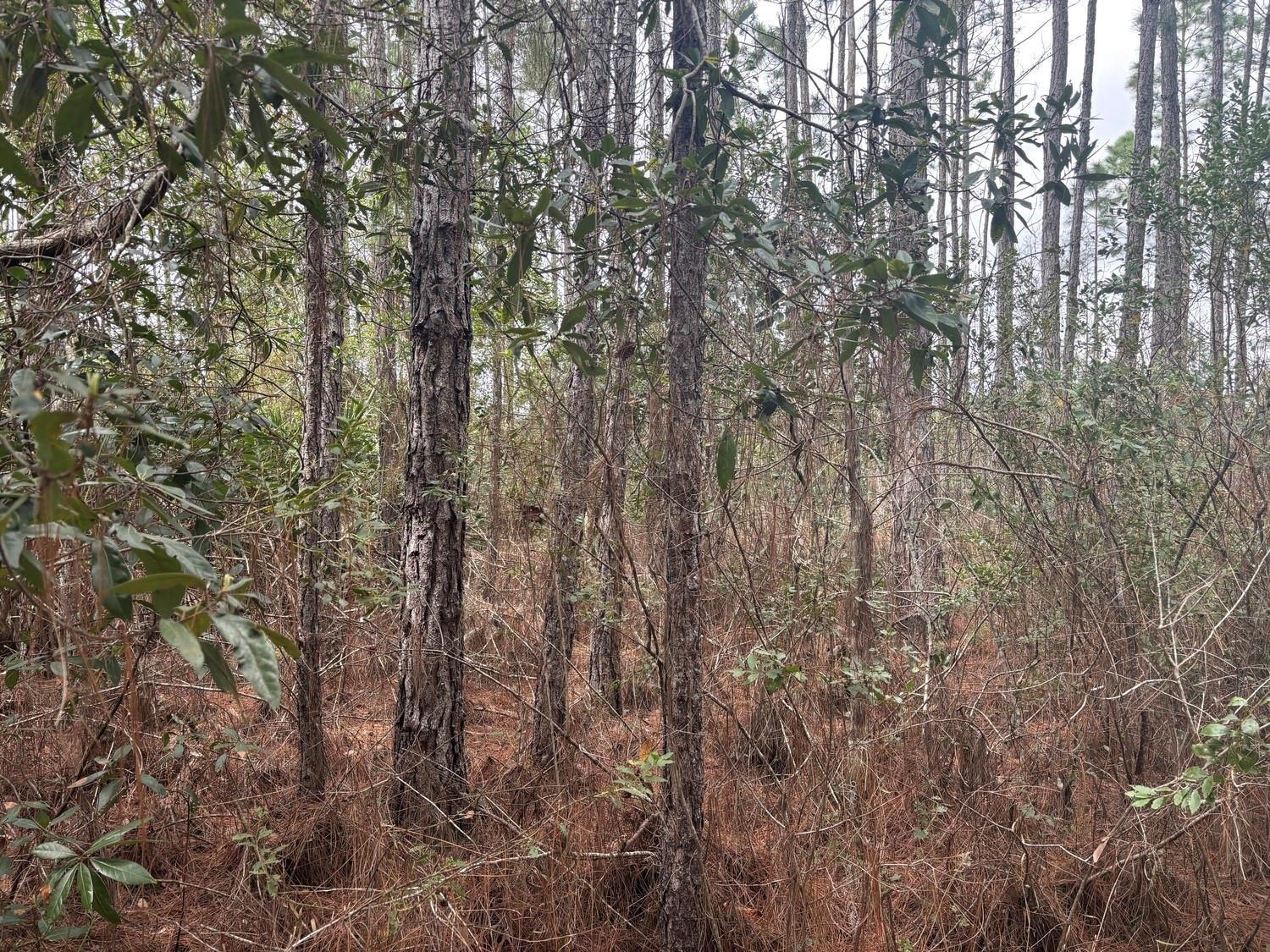 A dense forest with tall pine trees and thick underbrush covers the wooded lot — 0 Old Grade Road, FL 33868, FL