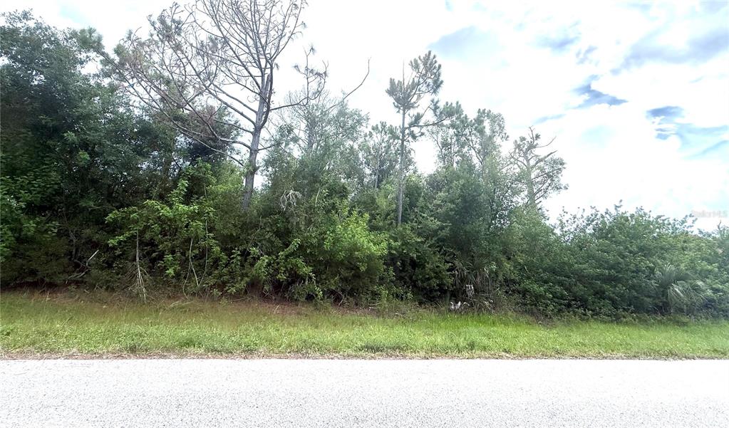 A view of a grassy roadside bordering a dense, wooded area with various trees — 6165 & 6173 BLACKBERRY STREET, ENGLEWOOD, FL