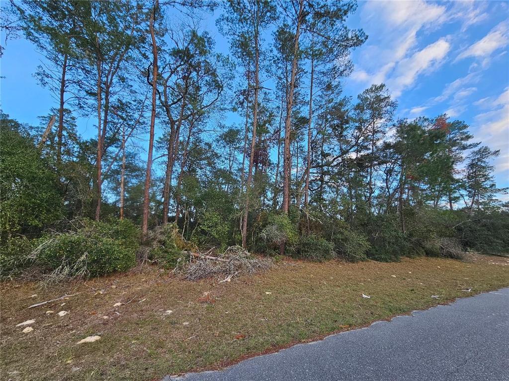 A paved road borders a wooded lot with tall pine trees and low-lying brush — 0 SW 33RD TERRACE, OCALA, FL
