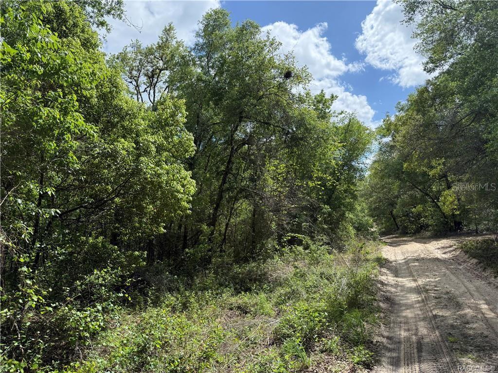 A dirt road runs alongside a dense, wooded area under a bright, partly cloudy sky — 112 N CRESTVIEW AVENUE, INVERNESS, FL