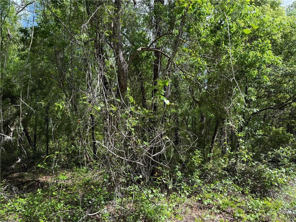 A dense, wooded area filled with various trees, vines, and green undergrowth — 112 N CRESTVIEW AVENUE, INVERNESS, FL