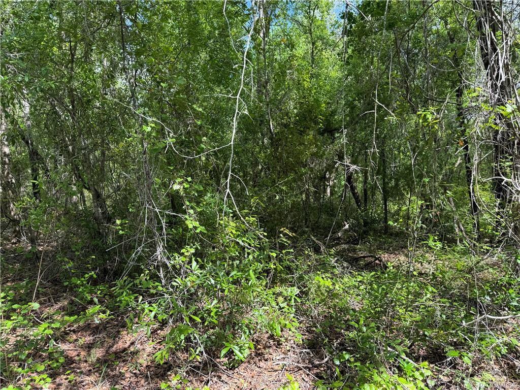 A dense, wooded area with various trees, shrubs, and ground-level vegetation — 112 N CRESTVIEW AVENUE, INVERNESS, FL