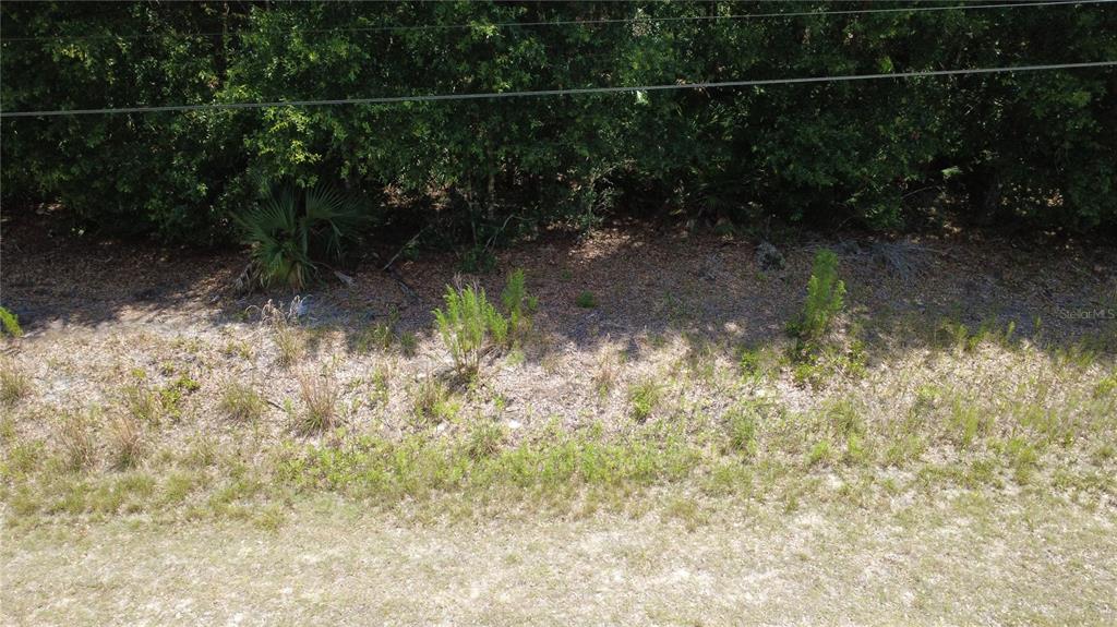 An eye-level view of a grassy lot bordered by a dense line of trees — 12792 W BALTIC IVY STREET, CRYSTAL RIVER, FL