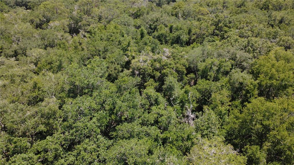 An aerial view shows a dense, wooded forest with a thick canopy of green trees — 12792 W BALTIC IVY STREET, CRYSTAL RIVER, FL