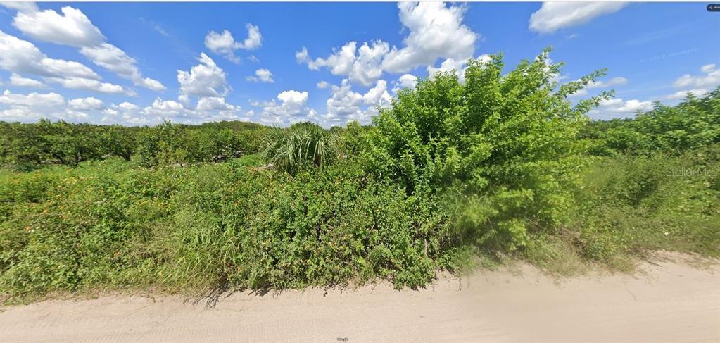 A dirt road runs alongside a dense, overgrown field with trees and shrubs under a sky — HOLOPAW GROVES ROAD, ST CLOUD, FL