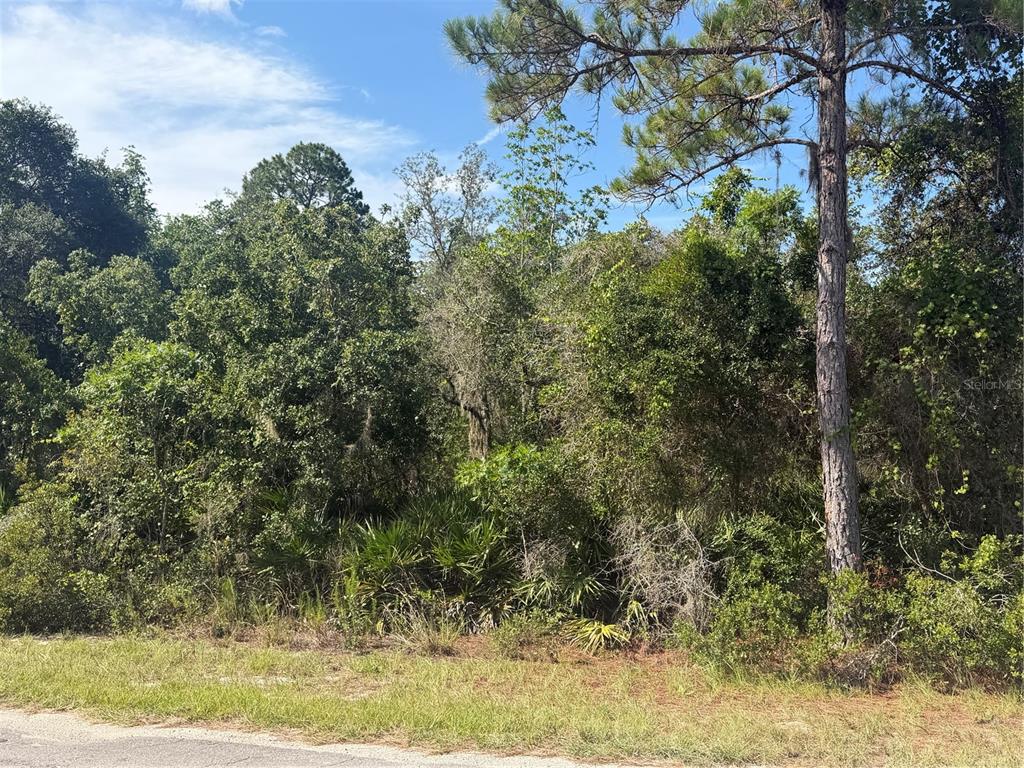A wooded, undeveloped lot with dense trees and vegetation viewed from a paved road — TBD MALAUKA RADIAL, OCKLAWAHA, FL