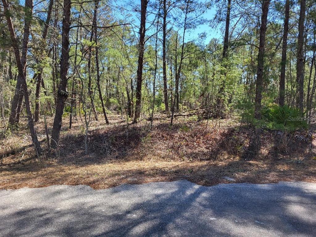 A wooded, undeveloped residential lot sits behind an asphalt road on a sunny day — TBD SE FISHER RUN TERRACE LOT 16, OCALA, FL