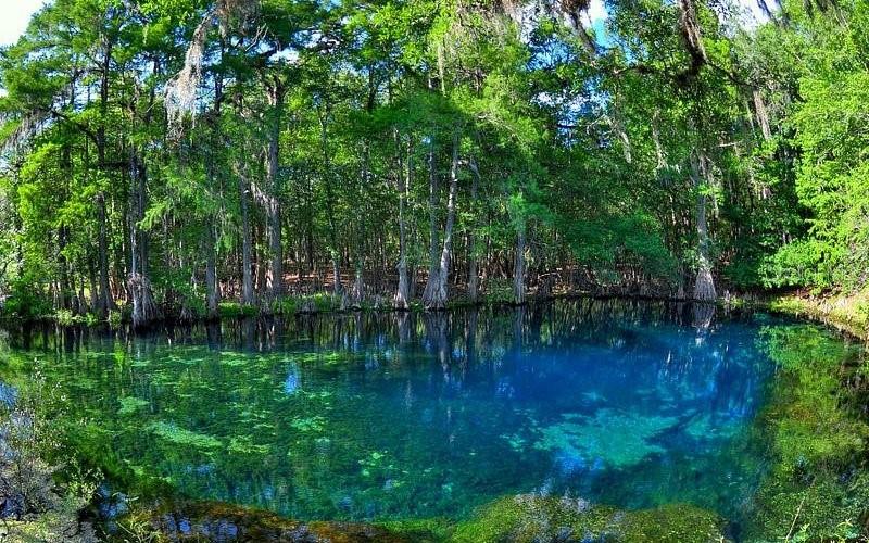 A vibrant blue natural spring is surrounded by a dense forest of cypress trees — lot 12 NW 70 CIRCLE, CHIEFLAND, FL