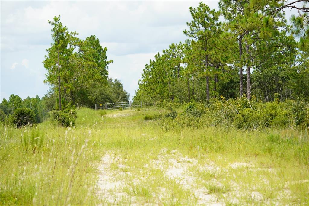A sandy path leads through a grassy field toward a metal gate and pine trees — SE STATE ROAD 121 LOT C & D, MORRISTON, FL